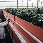 Scientifique vérifiant un système d’irrigation dans une serre moderne remplie de plants de cannabis en croissance.
