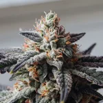gros plan d’un bourgeon de cannabis couvert de trichomes givrants et pistils orange