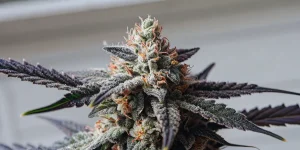 gros plan d’un bourgeon de cannabis couvert de trichomes givrants et pistils orange