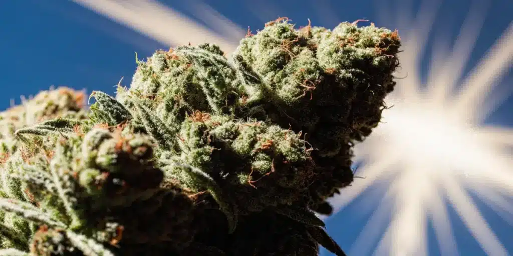 Gros plan de têtes de cannabis résineuses éclairées par le soleil.