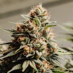Gros plan d’une tête de cannabis mature couverte de trichomes résineux et de pistils orangés.