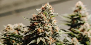 Gros plan d’une tête de cannabis mature couverte de trichomes résineux et de pistils orangés.