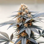 Gros plan d’une tête de cannabis en floraison aux teintes violettes et ambre, riche en trichomes.