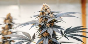 Gros plan d’une tête de cannabis en floraison aux teintes violettes et ambre, riche en trichomes.