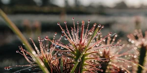 Gros plan de trichomes de cannabis couverts de gouttelettes, brillants sous la lumière naturelle avec arrière-plan flou.