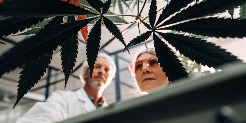 scientifiques examinant des feuilles de cannabis dans une serre de recherche
