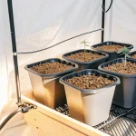 jeunes plantes de cannabis en système hydroponique dans une tente de culture intérieure.