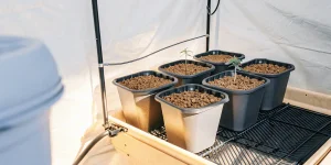 jeunes plantes de cannabis en système hydroponique dans une tente de culture intérieure.