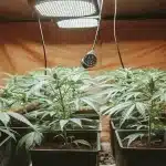 jeunes plants de cannabis cultivés en intérieur sous lumière chaude.