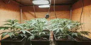 jeunes plants de cannabis cultivés en intérieur sous lumière chaude.