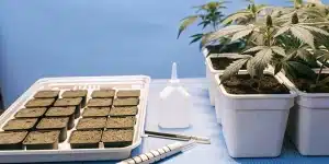 jeunes plants de cannabis cultivés dans des pots blancs avec outils de jardinage