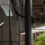 Technicien en blouse blanche contrôlant des plants de cannabis sous des lampes LED dans un laboratoire moderne.