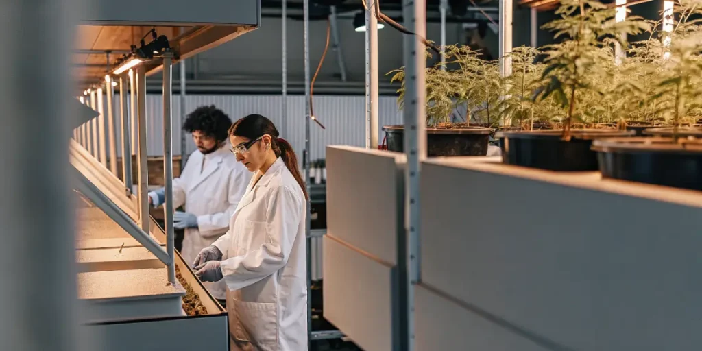 Scientifique analysant des plantules de cannabis sous des lampes LED dans un laboratoire de culture intérieur moderne.