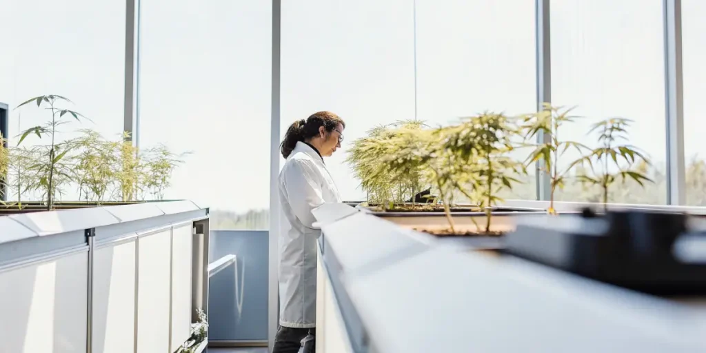 Scientifique en blouse blanche évaluant des plants de cannabis sous lumière naturelle dans un laboratoire moderne.