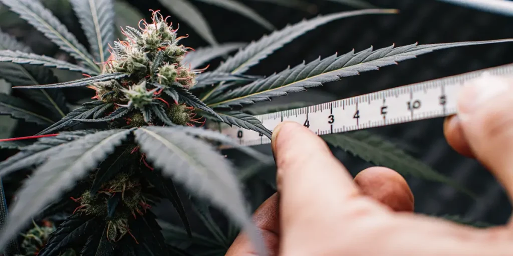 gros plan d’une feuille de cannabis Bruce Banner #2 mesurée avec une règle.