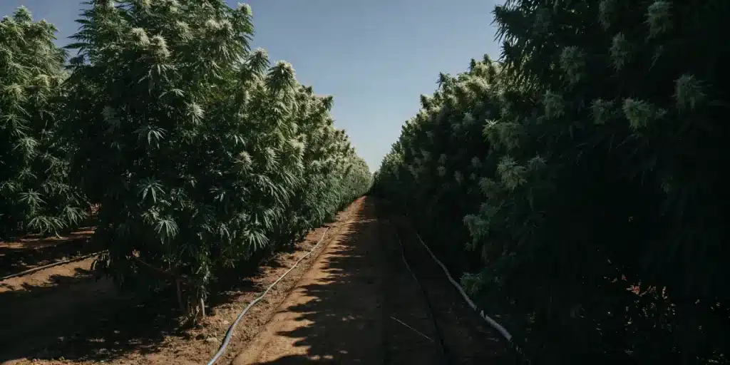 Outdoor cannabis field row avec de grands plants alignés et un système d'irrigation au sol.