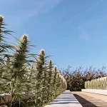 Outdoor cannabis garden lines avec des plantes élancées et des têtes brillantes sous ciel bleu.