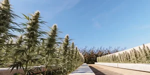 Outdoor cannabis garden lines avec des plantes élancées et des têtes brillantes sous ciel bleu.