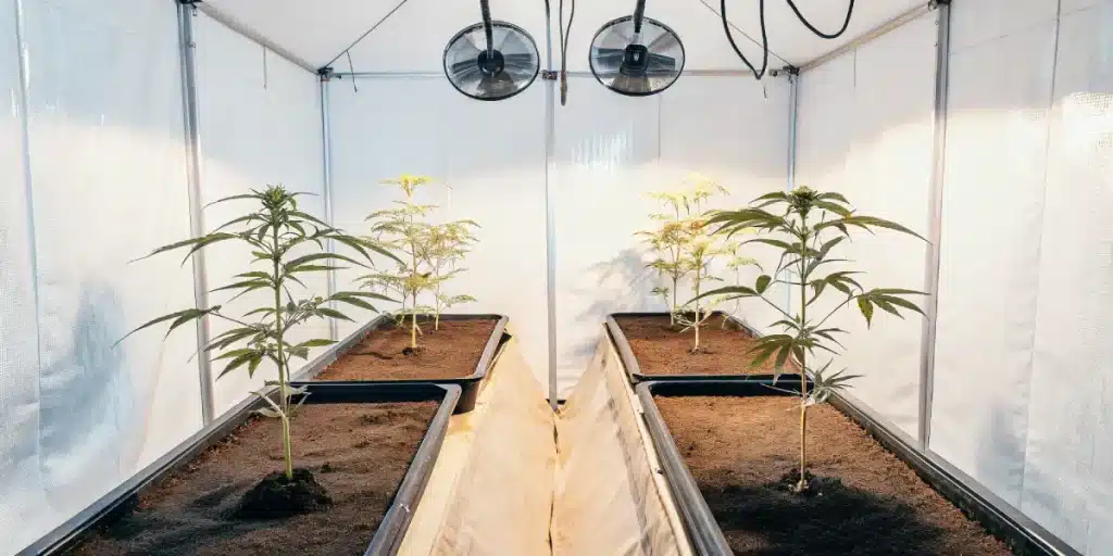 Plant de cannabis en croissance dans une serre blanche avec substrat organique.