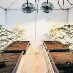 Plant de cannabis en croissance dans une serre blanche avec substrat organique.
