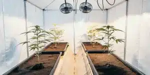 Plant de cannabis en croissance dans une serre blanche avec substrat organique.