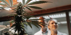 plante de cannabis en floraison observée par des chercheurs en laboratoire spécialisé