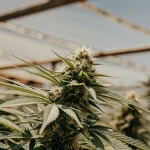 Plante de cannabis en floraison sous serre avec un éclairage naturel filtré
