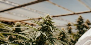 Plante de cannabis en floraison sous serre avec un éclairage naturel filtré