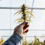 une main tient une plante de cannabis dans une serre baignée de lumière naturelle.