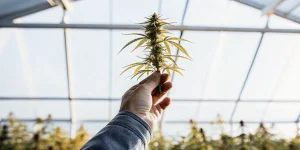 une main tient une plante de cannabis dans une serre baignée de lumière naturelle.
