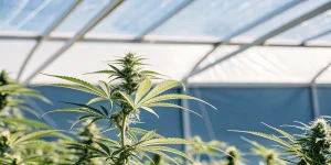 une plante de cannabis verte pousse sous la lumière naturelle dans une serre moderne.