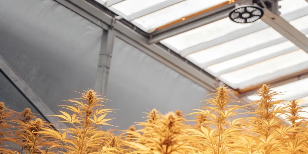 Plantes de cannabis en fin de floraison montrant un jaunissement naturel des feuilles sous serre.