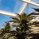 Plantes de cannabis robustes sous lumière naturelle dans une serre moderne.