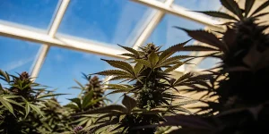 Plantes de cannabis robustes sous lumière naturelle dans une serre moderne.