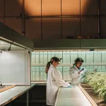 Plantes de cannabis cultivées en extérieur, photographiées au crépuscule, mettant en valeur leur structure naturelle et leur adaptation à un environnement en plein air.