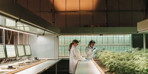 Plantes de cannabis cultivées en extérieur, photographiées au crépuscule, mettant en valeur leur structure naturelle et leur adaptation à un environnement en plein air.