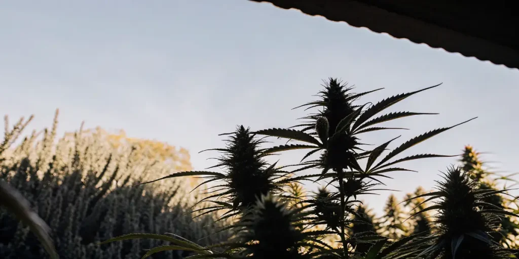 Plantes de cannabis en extérieur silhouettées au crépuscule avec une lumière naturelle douce