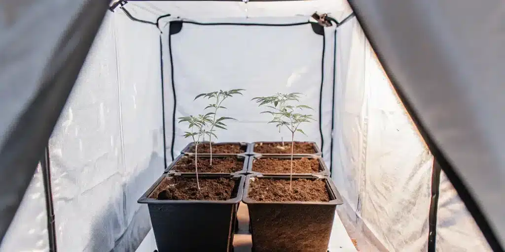 Jeunes plants de cannabis alignés dans une tente de culture intérieure éclairée.