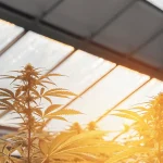 Plants de cannabis dans une serre avec une lumière du matin chaude illuminant les feuilles.