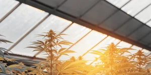 Plants de cannabis dans une serre avec une lumière du matin chaude illuminant les feuilles.