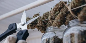 gros plan sur la découpe de fleurs de cannabis séchées au-dessus de bocaux en verre.