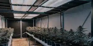 salle de culture intérieure avec des plants de cannabis alignés dans des pots noirs