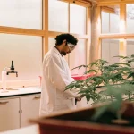 Scientifique observant attentivement des jeunes plants de cannabis dans une serre de laboratoire moderne.