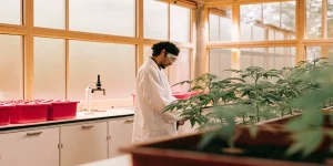 Scientifique observant attentivement des jeunes plants de cannabis dans une serre de laboratoire moderne.