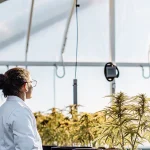 Scientifique observant des plantes de cannabis sous lumière naturelle dans une serre moderne.