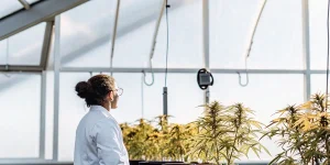 Scientifique observant des plantes de cannabis sous lumière naturelle dans une serre moderne.