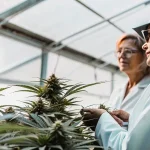 Sélectionneuses de cannabis analysant des plantes en floraison dans une serre professionnelle.