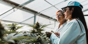 Sélectionneuses de cannabis analysant des plantes en floraison dans une serre professionnelle.