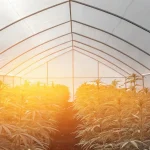 Serre de cannabis baignée de lumière naturelle avec rangées de plantes en pleine croissance.