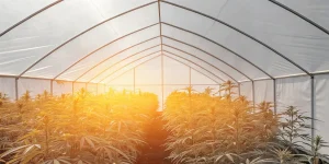 Serre de cannabis baignée de lumière naturelle avec rangées de plantes en pleine croissance.